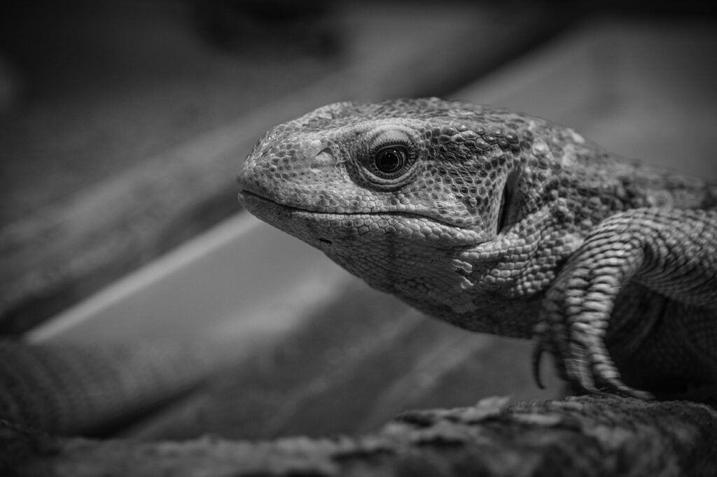 栗きんとんの余りで作るスイートポテトのレシピは？