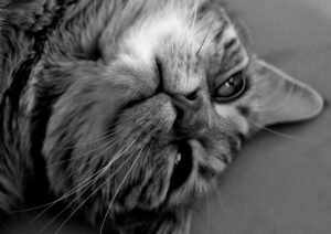 彩り豊かななますを簡単に作る方法は？