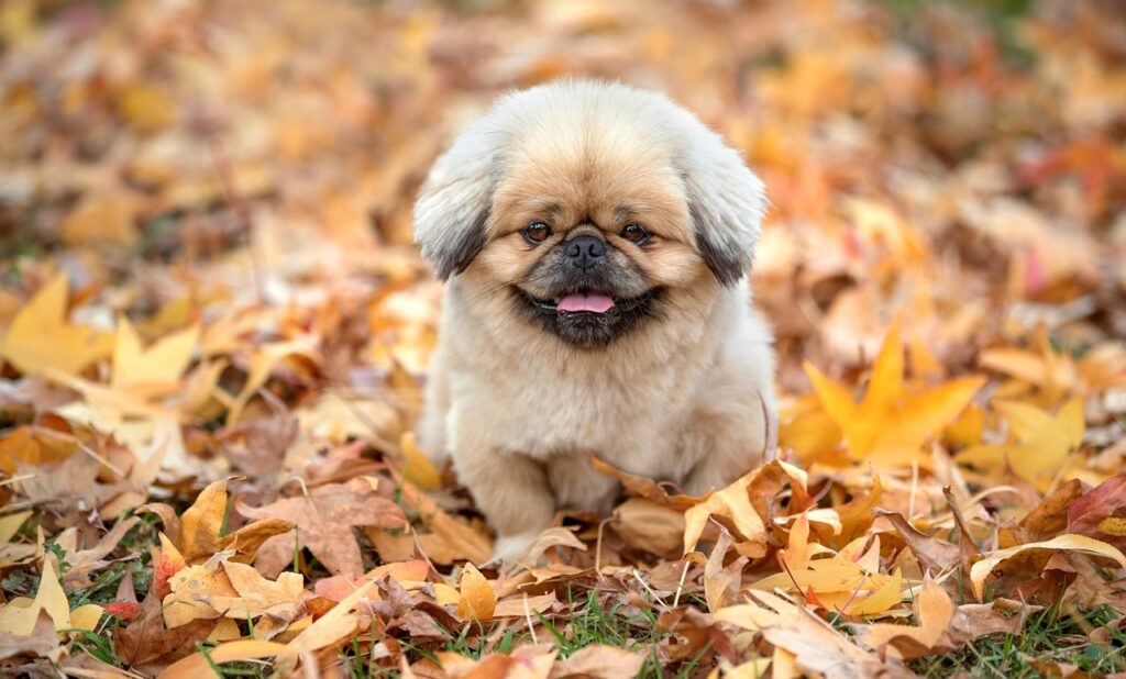 はんぺんの代わりに使える食材は何ですか？