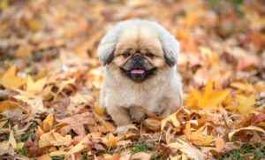 はんぺんの代わりに使える食材は何ですか？