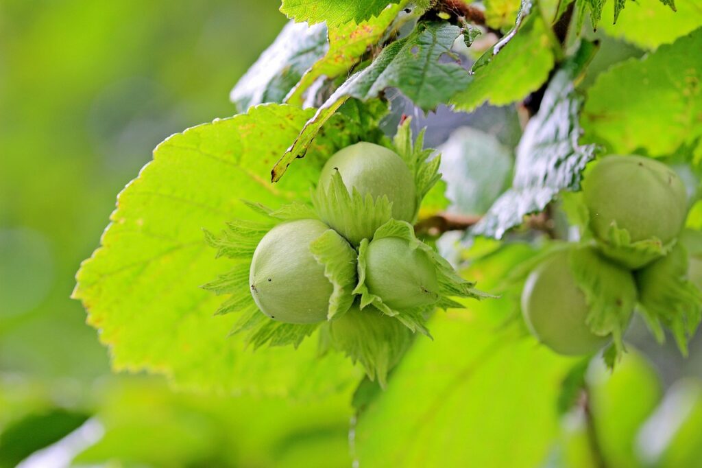 おせちの仕上げにナッツなしで使える代替食材は？