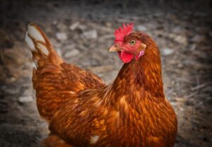 鶏ハムを子どもが食べやすい切り方は？